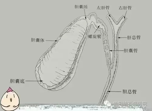 胆囊具体有哪些功能?